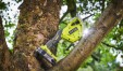 Превью картинка Сучкорез аккумуляторный Ryobi RY18PSA-0