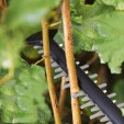 Превью картинка Кусторез электрический Bosch UniversalHedgeCut 50 (0.600.8C0.501)